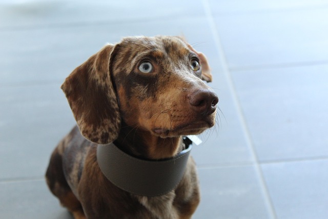 Halsbåndets psykologi: Hvordan det påvirker din hunds adfærd